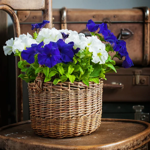 White and Violet Petunia flowers in a wattled basket