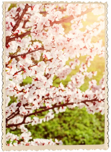 Retro Card with Cherry Blossoms