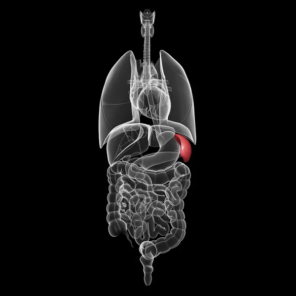 Illustration of Male spleen and abdominal organs