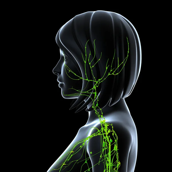3d art illustration of lymphatic system of female side view