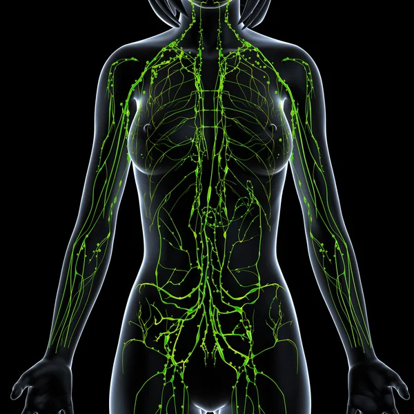 3d art illustration of lymphatic system of female