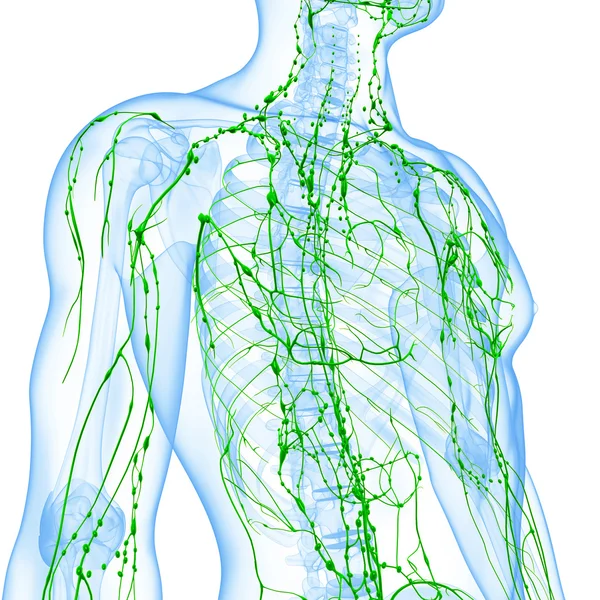 3d art illustration of lymphatic system of male
