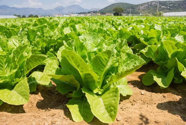 Healthy lettuce growing in the soil