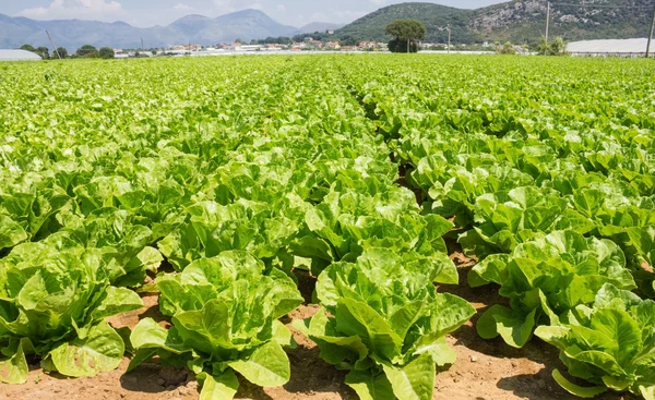 Lettuce plant in field