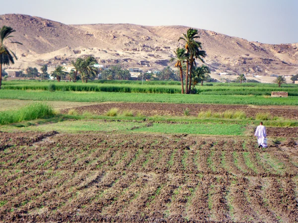 Farmer in a field Egypt