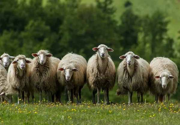 Sheep in Tuscany
