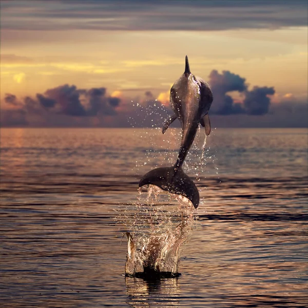 Beautiful dolphin leaping out of sea surface at sunset