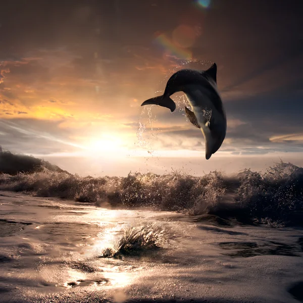 Beautiful sunset and dolphin leaping out trough sea foam