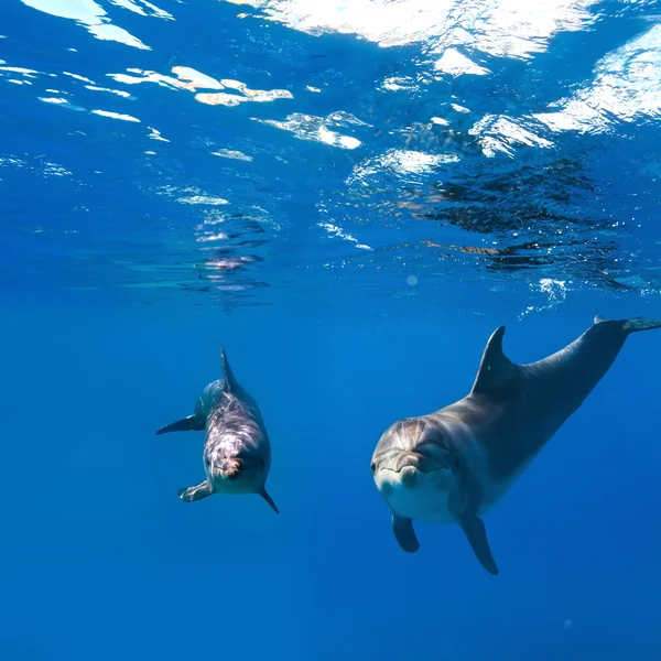 Two funny nice dolphins underwater