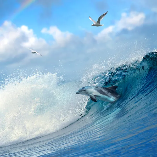 Dolphin leaping out from curly breaking ocean wave