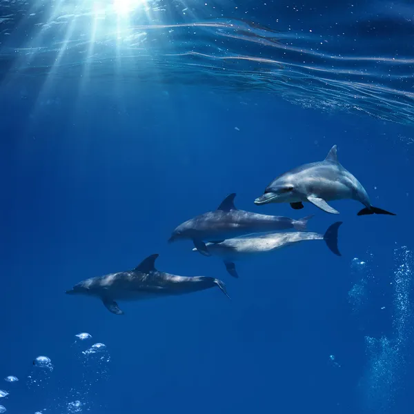 The family of red-sea common bottlenose dolphins on blue aquatic background