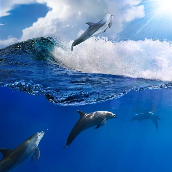 Family of happy playful dolphins one jumping from breaking wave
