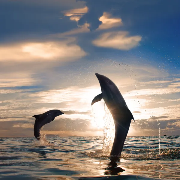 Oceanview two playful dolphins leaping from sea