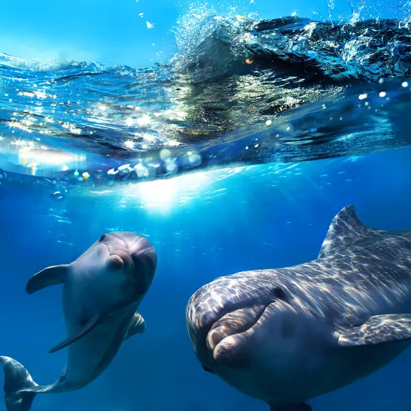 Two funny dolphins smiling underwater very close the camera