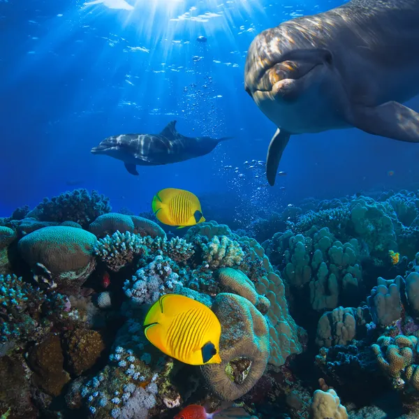 Underwater scene with two dolphins and yellow fish with coral background