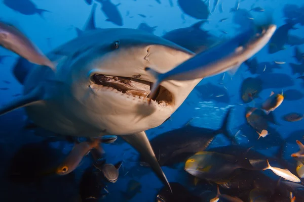 Bullshark with opened mouth in dynamic motion