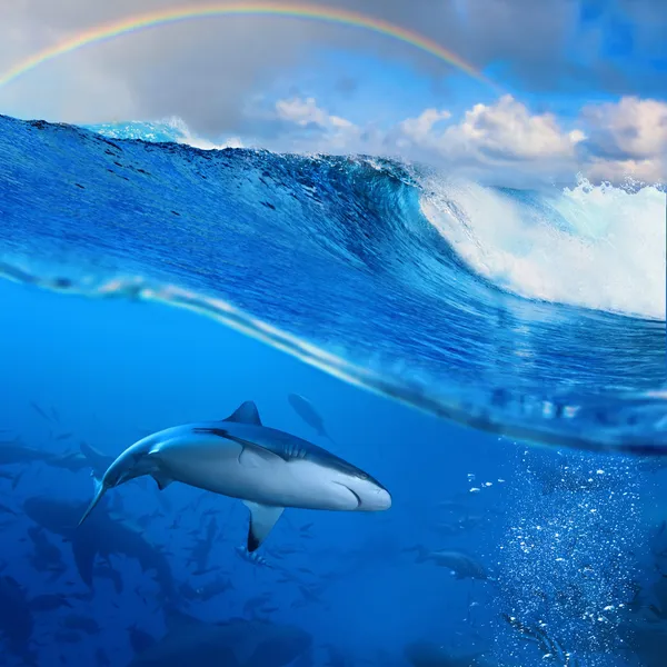 Rainbow over breaking wave in sunlight and angry sharks underwat