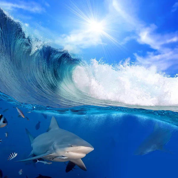 Breaking ocean surface in sunlight and angry sharks underwater