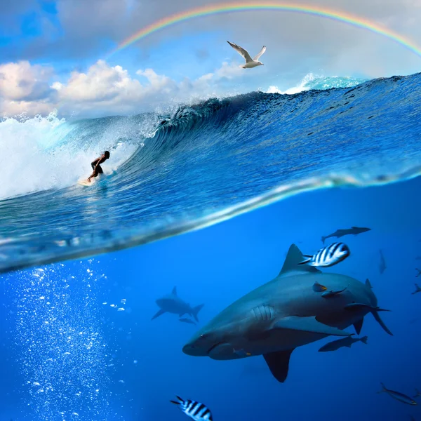 Surfer and wild shark underwater with rainbow on the sky