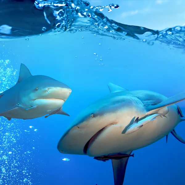 Two bull sharks underwater