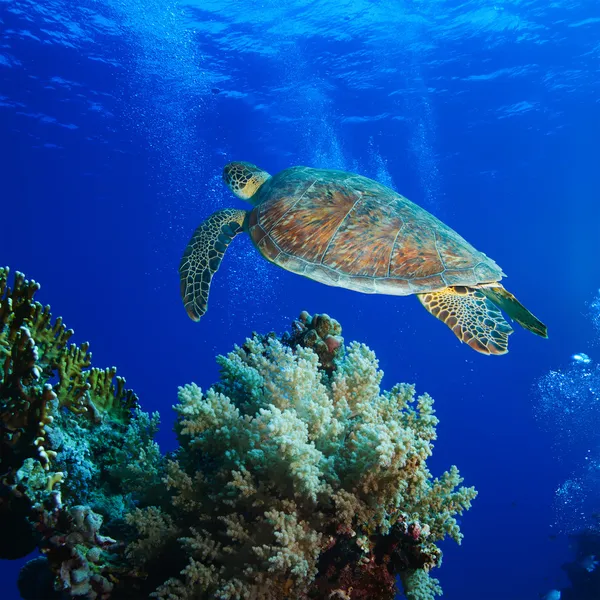 Big sea turtle soaring in deep blue sea