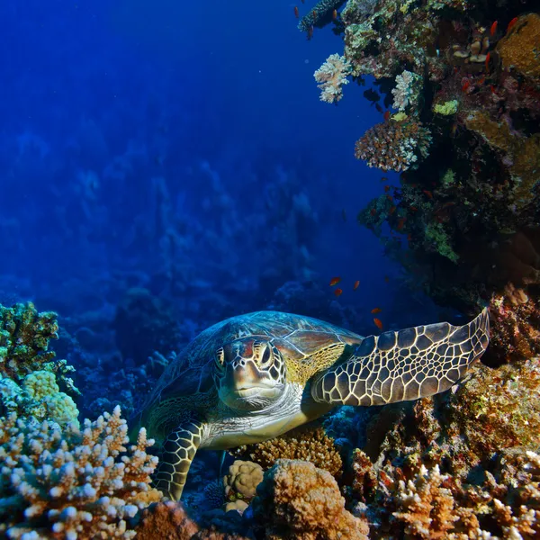 Red sea diving big sea turtle sitting between corals