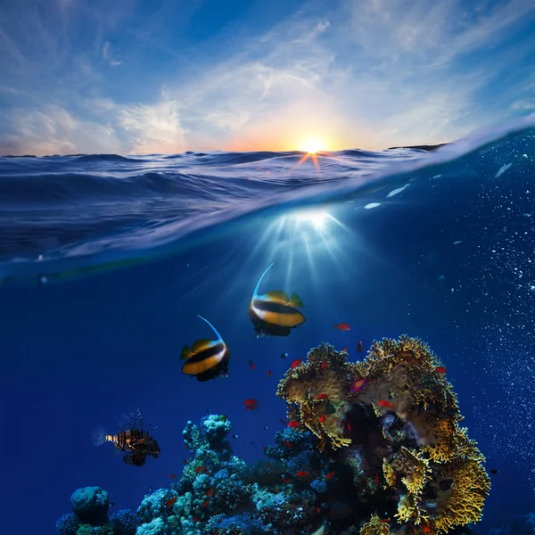 Marine life design template beautiful coral reef with fishes underwater sunset skylight splitted by waterline