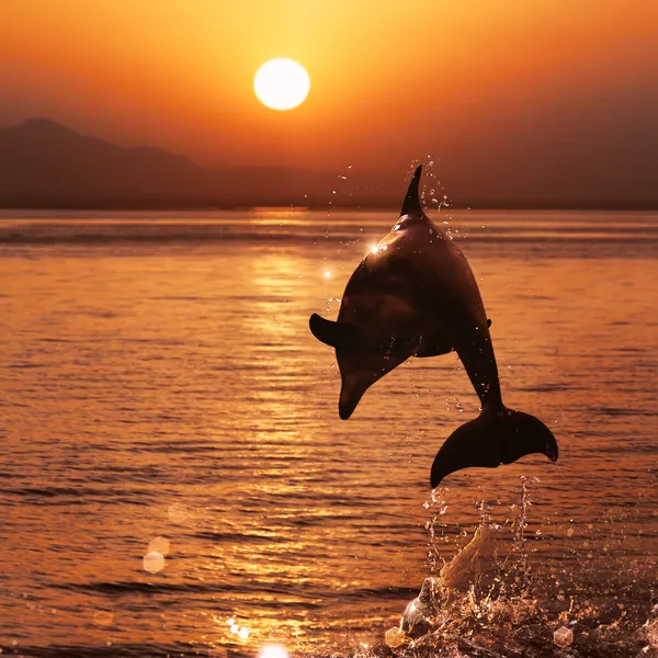 Beautiful sunset and dolphin leaping out of sea surface