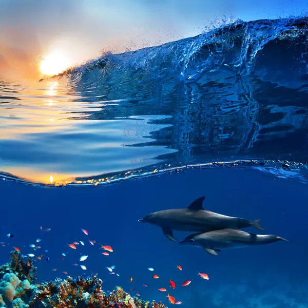 Two beautiful dolphins swimming underwater through coral reef fu