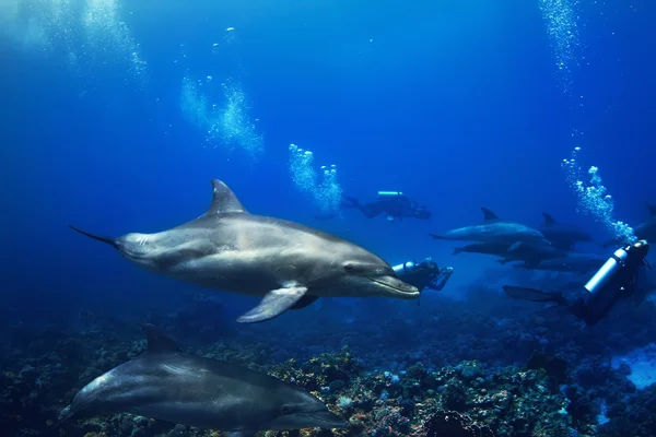 Three dolphins swimming underwater