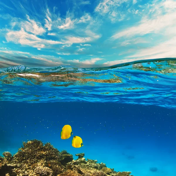 Coral reef with yellow fish