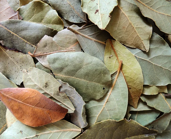 Dry bay leaves background