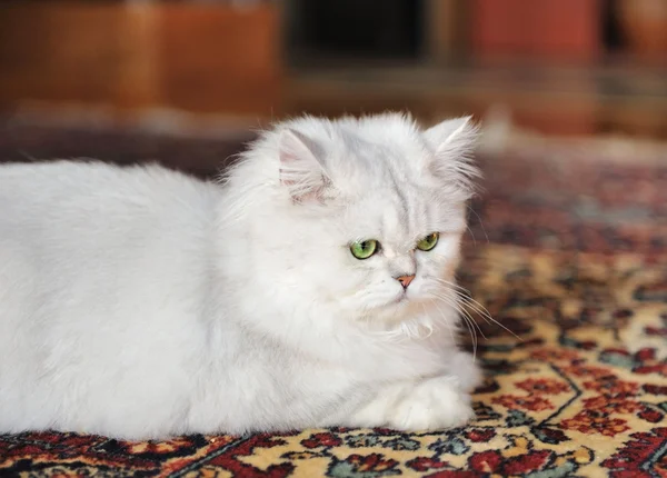 White cat lying on the carpet. — Stock Photo #37452641