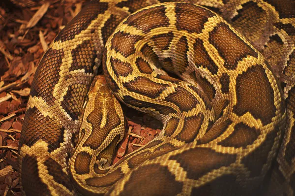 Close up of the bright, big and colorful anaconda snake