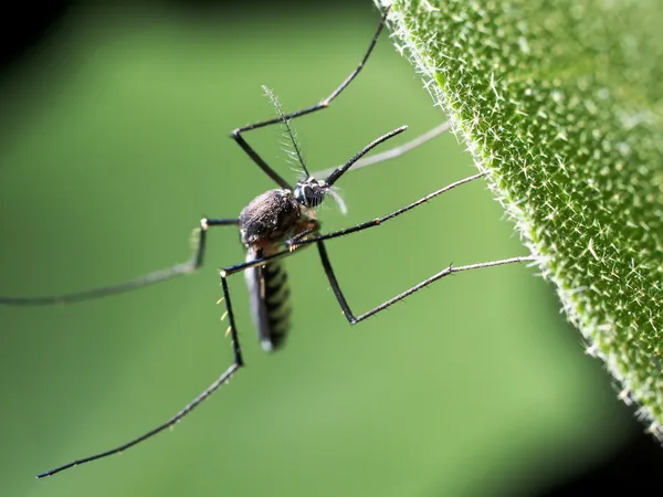 A mosquito resting under a leaf