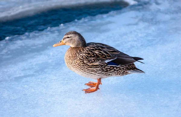 Female mallard duck standing on ice.