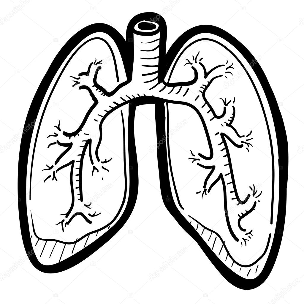 lungs clipart vector - photo #36