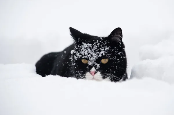 Black and white cat walking in the snow