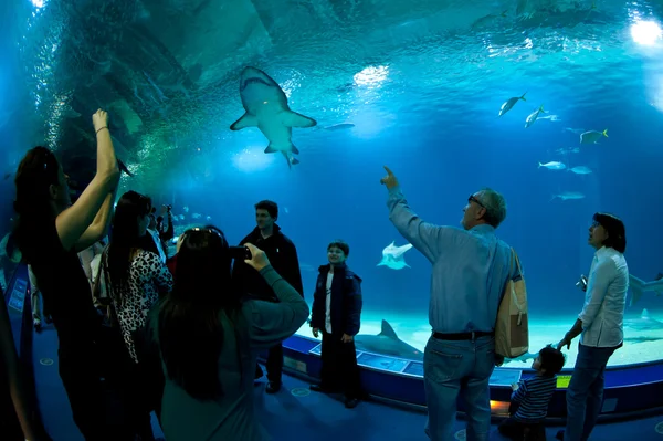 VALENCIA, SPAIN - MARCH 30: in the underwater tunnel of the Oceanographic Science Center with more than 45,000 examples of 500 different marine species. March 30, 2012 in Valencia, Spain