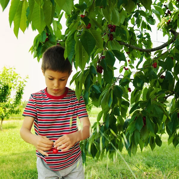 Young child picking up cherries from the tree.