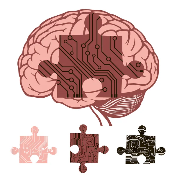 Model of human brain