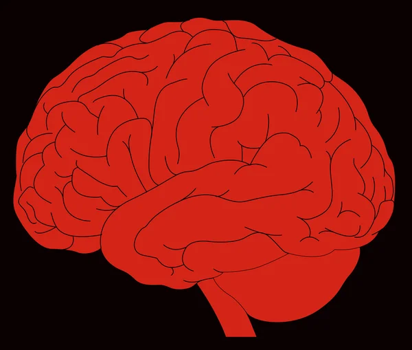 Model of human brain