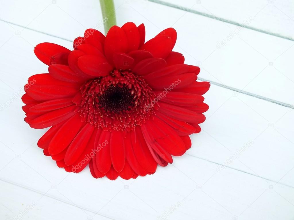 Rosso gerbera singola posa su pavimenti in legno bianchi — foto ...