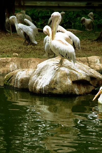 Pelican on the rock
