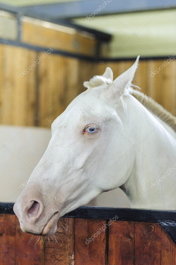 Beau portrait de cheval blanc aux yeux bleus — Photographie MKolesnikov © 30155649