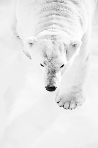 Polar Bear hinting in snow, winter, cold, animals, beast, danger, ice, paw