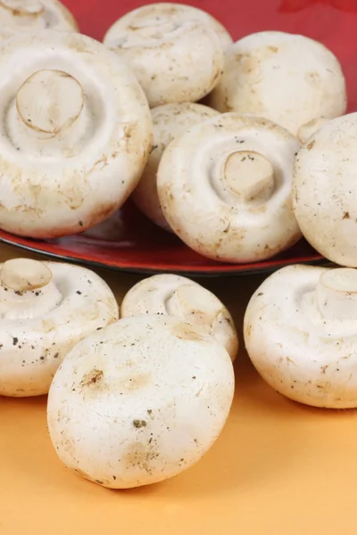 白蘑菇 - 图库照片jianghongyan#29607447