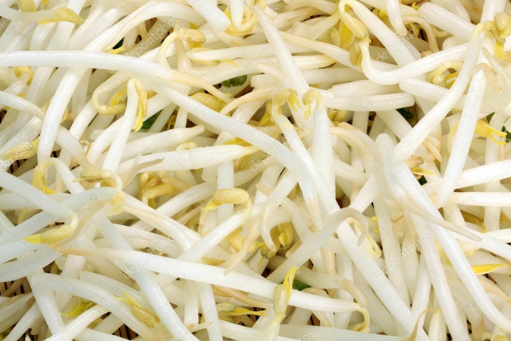 mung sprouts mung sprouts
