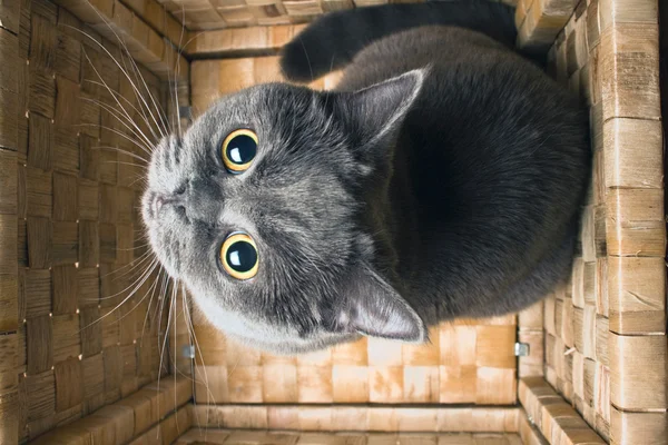The grey cat British breed