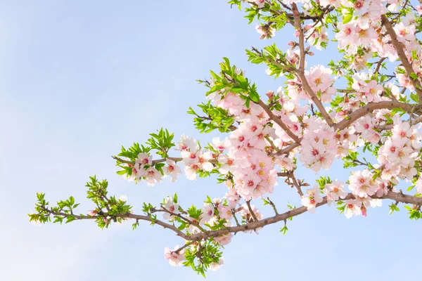 Branch of pink spring blossom cherry tree